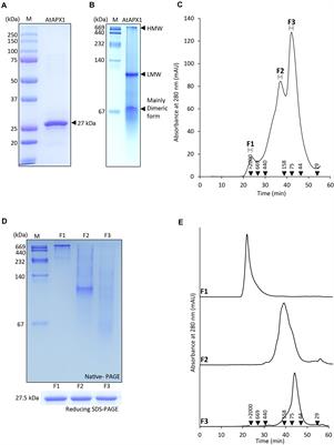 Regulation of Dual Activity of Ascorbate Peroxidase 1 From Arabidopsis thaliana by Conformational Changes and Posttranslational Modifications